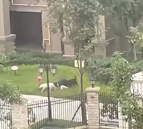 崇州邻居爆料事件最新,邻里纠纷升级，真相究竟如何？