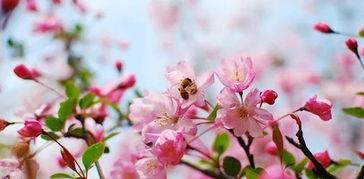 樱花最新更新爆料网站,网站更新揭秘新功能与亮点